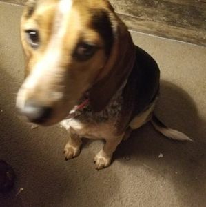 Meet your Posher, George